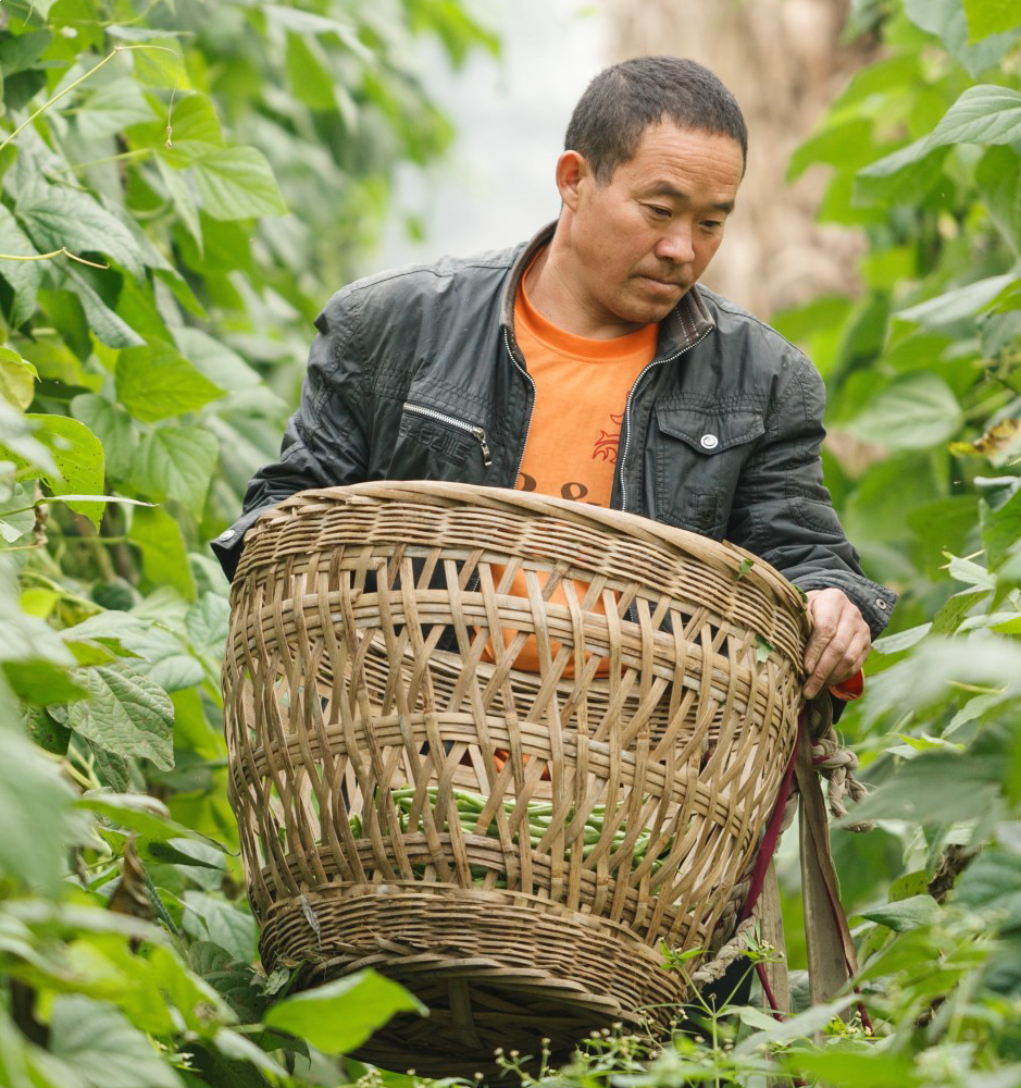 Zhong Zeshun (45) harvesting green beans in his family's garden. Zhong Zeshun