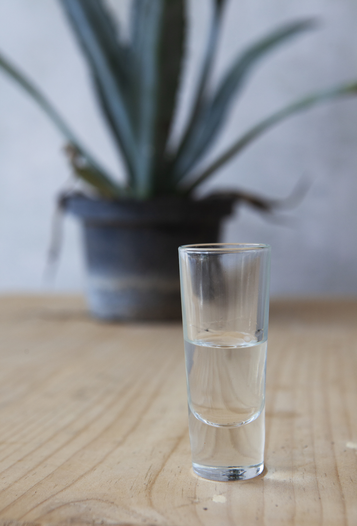 Mezcal in front of an agave plant. Photo by Russell Powell.