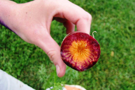 A purple carrot, freshly harvested at Heifer Farm. A purple carrot
