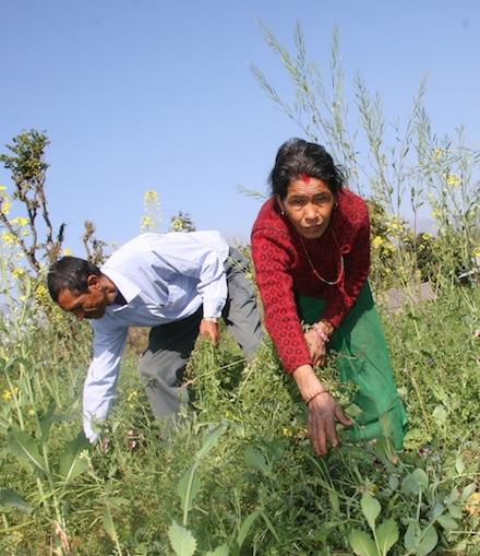 Kim Sarah and her husband work side-by-side to manage the farm and take care of their family. Kim Sarah and her husband work together in on the farm.