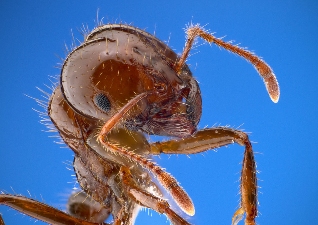 A close-up of a red ant on a blue background.