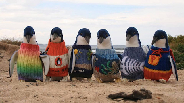 Penguins come well-dressed already, but a handknit sweater can be a lifesaver after an oil spill.