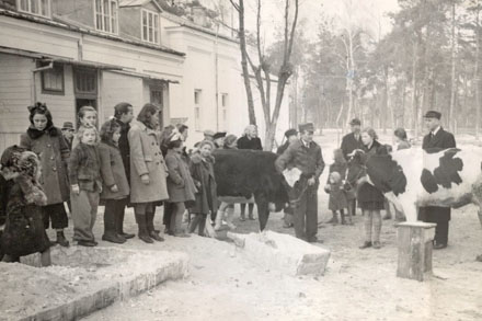 Two heifers arrive at the Villa Skraut orphanage in Konstancin, Poland. Photo courtesy Ray Zook. Two heifers arrive at the Villa Skraut orphanage in Konstancin, Poland. Photo courtesy Ray Zook.
