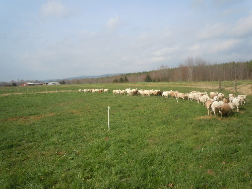 Heifer Ranch Sheep Heifer Ranch Sheep