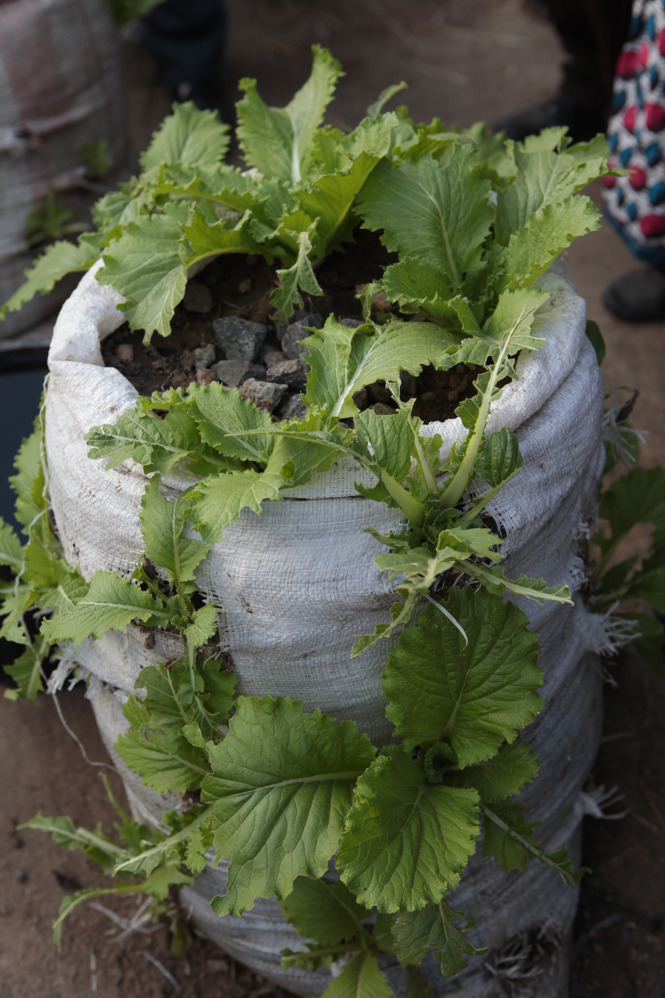 Burlap Sack Garden Burlap Sack Garden