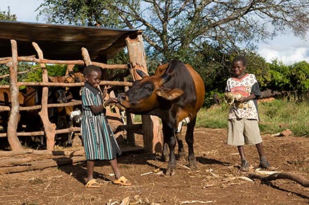 Heifer and Elanco Heifer and Elanco